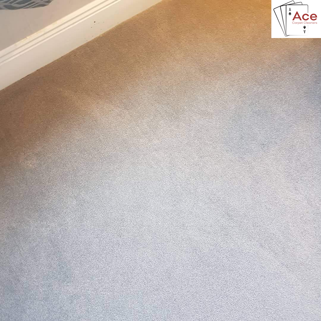 Clean Carpet After Ace Carpet Cleaners